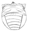alin_balloon